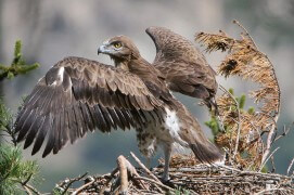 Séance d'étirements pour ce circaète Jean-le-Blanc / © Lionel Maumary