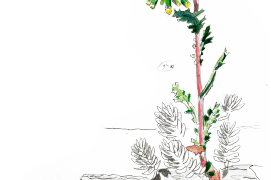 Séneçon commun, Senecio vulgaris / © Olivier Loir