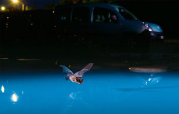 Sérotine boréale, ou de Nilsson (Eptesicus nilssoni) - La Chaux-de-Fonds, le 17 juin 2011 à 22h53.