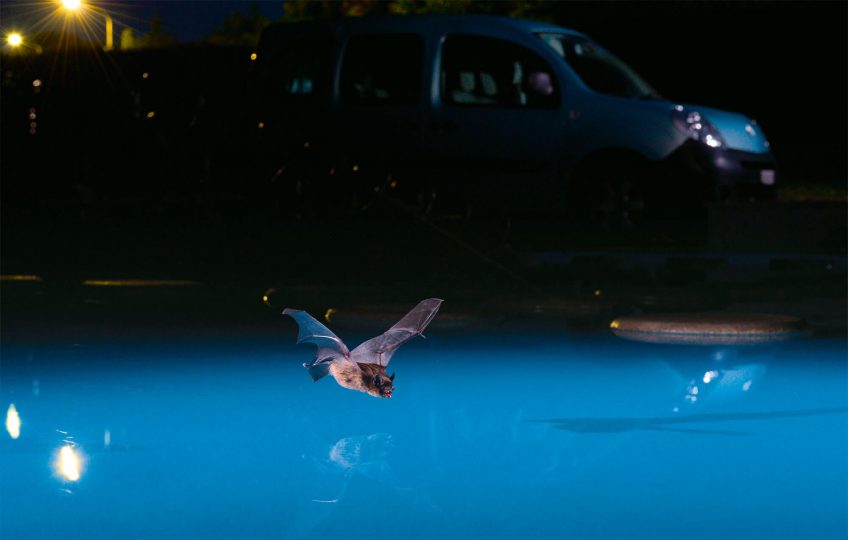 Vol de nuit d'une chauve-souris urbaine