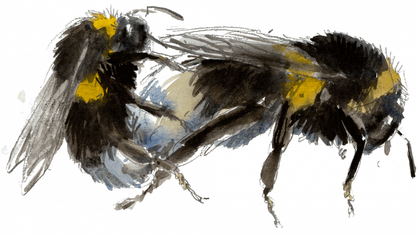 Sexe et révolution chez les bourdons