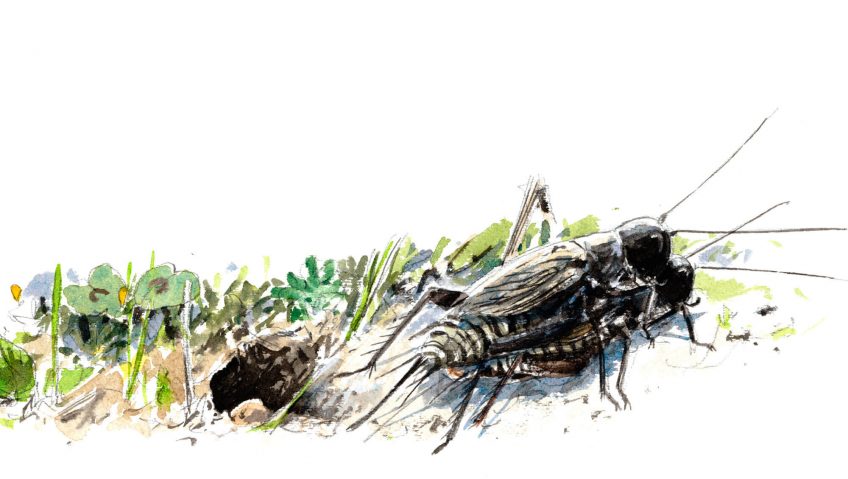 Révélations sur la vie intime du grillon