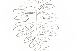 Sous les frondes du polypode, des spores regroupés en sporanges attendent le grand voyage par le vent. / © Olivier Loir