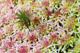 Sphaignes / © Benoît Renevey