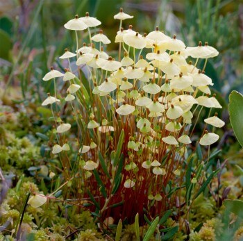 Splachnum luteum