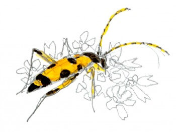 Berce des près, comment la cuisiner et quels insectes y trouver