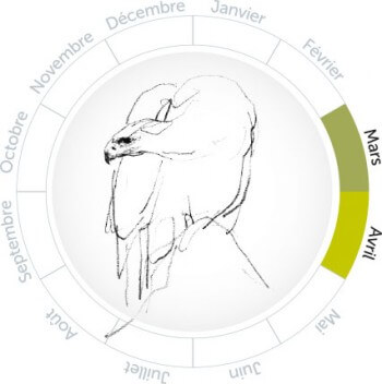 Noces royales sur la corniche des aigles