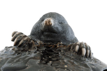 Taupe en céramique / © Catherine Chaillou (photo: Nicolas Van Ingen)