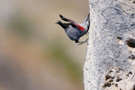 Tichodrome échelette: « ses lignes et ses couleurs nous mènent à penser que nos rêves les plus inattendus sont franchi la barrière qui sépare le rêve de l'imaginaire. » / © Christophe Sidamon-Pesson