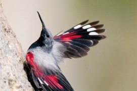 Tichodrome échelette: « ses lignes et ses couleurs nous mènent à penser que nos rêves les plus inattendus sont franchi la barrière qui sépare le rêve de l'imaginaire. » / © Christophe Sidamon-Pesson