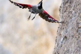 Tichodrome échelette: « ses lignes et ses couleurs nous mènent à penser que nos rêves les plus inattendus sont franchi la barrière qui sépare le rêve de l'imaginaire. » / © Christophe Sidamon-Pesson