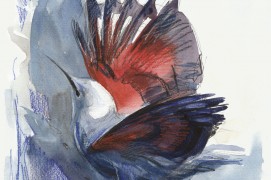 Tichodrome échelette sur une des nombreuses façades en pierre de Besançon. / © Nick Derry