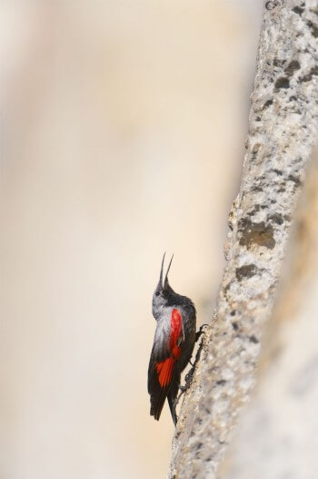 Tichodrome en train de chanter / © Christophe Sidamon-Pesson