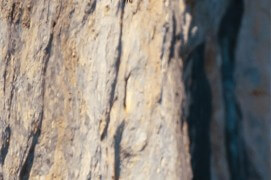 Tichodrome en vol. « Un miracle qui me porte, qui me transporte ! » / © Christophe Sidamon-Pesson