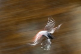 Tichodrome en vol. « Un miracle qui me porte, qui me transporte ! » / © Christophe Sidamon-Pesson