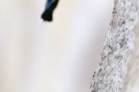 Tichodrome en vol. « Un miracle qui me porte, qui me transporte ! » / © Christophe Sidamon-Pesson