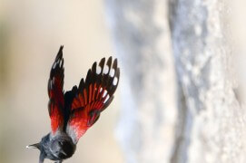 Tichodrome en vol. « Un miracle qui me porte, qui me transporte ! » / © Christophe Sidamon-Pesson