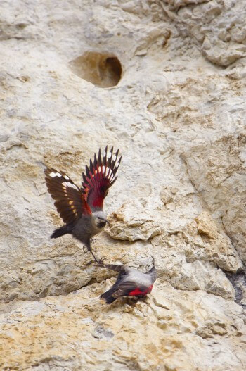 Tichodromes en parade nuptiale / © Christophe Sidamon-Pesson