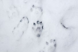 Traces de loutre dans la neige / © Stéphane Raimond / Objectif loutres