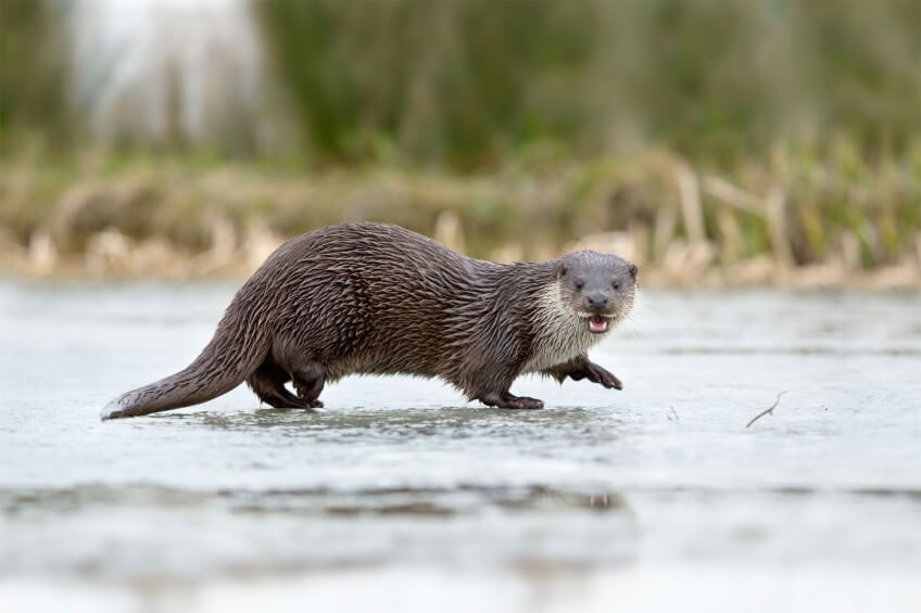 Traverser une route est un exercice périlleux pour la loutre.
