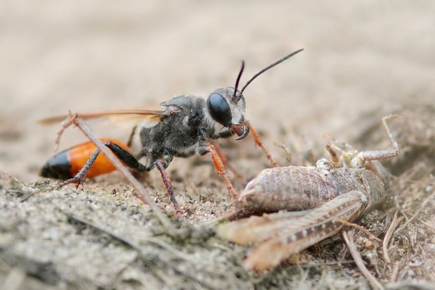 Très répandu autour de la Méditerranée, le redoutable sphex gryllivore se raréfie vers le Nord. En Suisse, il n'a été observé qu'au Tessin, en Val ais et près de Genève. Les grillons, une famille formidable