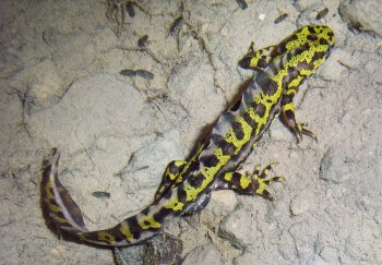 Triton marbré / © Damien Ivanez