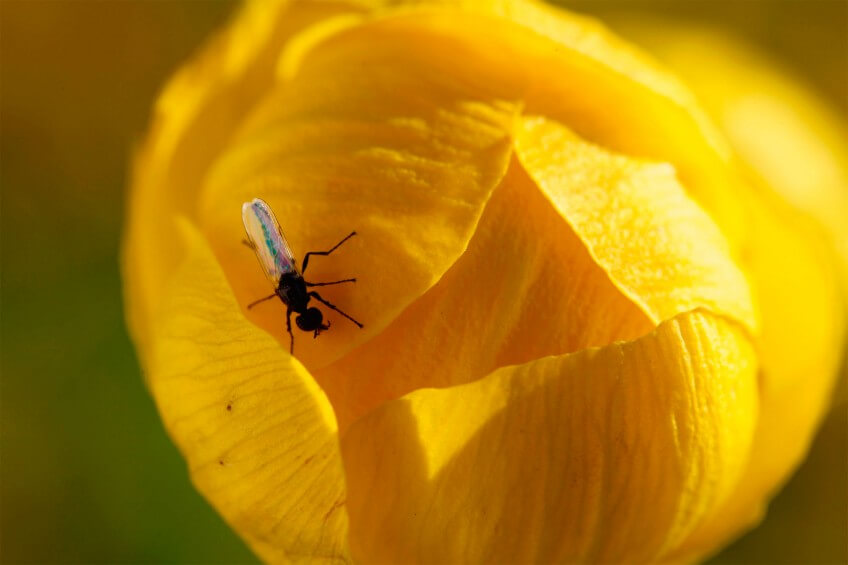 Trolle d'Europe (Trollius europaeus)