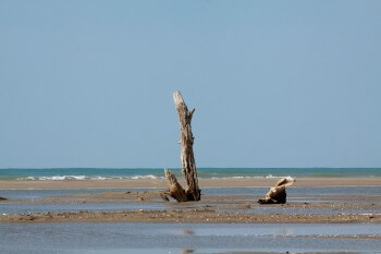 Troncs du Rhône sur la plage Balade en Camargue dans le vent et les pieds dans l'eau