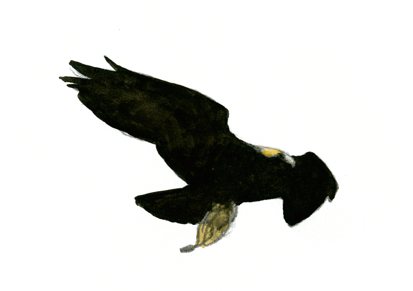 L'envol de l'aigle héritier