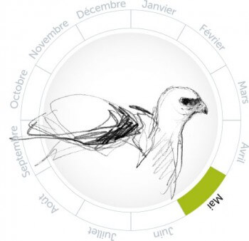 Un petit aigle nommé Caïn