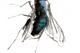 « Une mouche dans la ruche! (x2) » / © Benoît Perrotin