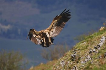 Vautour fauve à l'atterrissage sur le Pic du Pibeste Vautour fauve à l'atterrissage sur le Pic du Pibeste