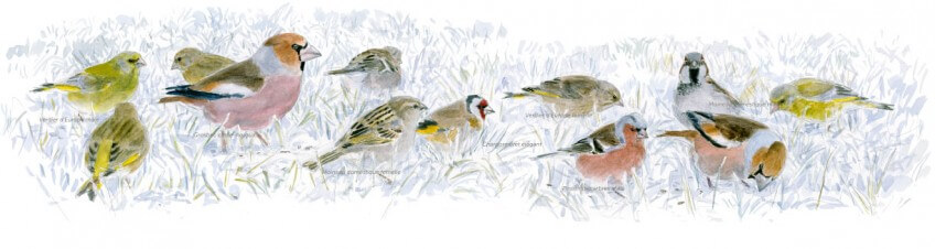 Verdiers, moineaux domestiques, pinsons des arbres, chardonneret élégant et grosbec casse-noyaux picorent les graines tombées de la mangeoire. Oiseaux des mangeoires