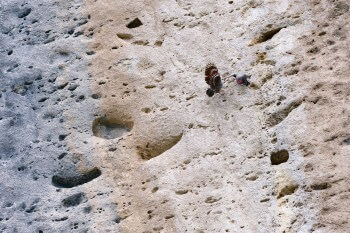 Vie de famille tichodrome / © Christophe Sidamon-Pesson