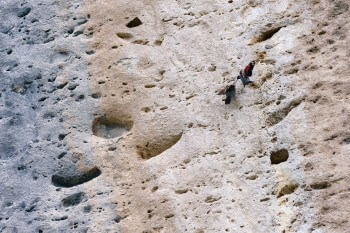 Vie de famille tichodrome / © Christophe Sidamon-Pesson
