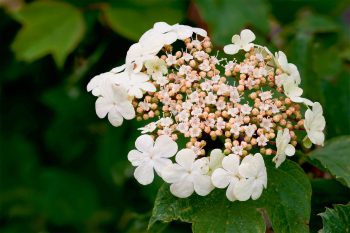 Viorne obier (Viburnum opulus) Viorne obier (Viburnum opulus)