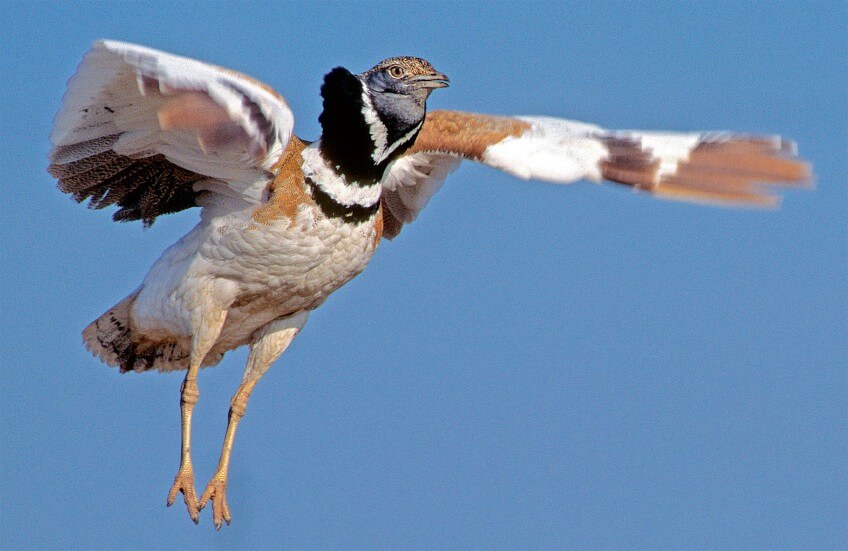 Outarde canepetière en parade, photo nature
