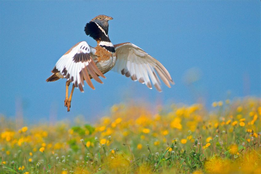Outarde canepetière en parade, photo nature