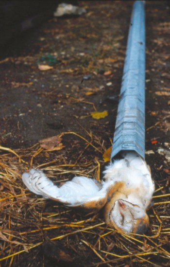 Les poteaux creux, mortels pour les oiseaux
