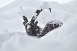 16 décembre - La veille, il était tombé 1 m 50 de neige. Presque submergé, ce grand mâle essayait de nager dans la pente. / © Anne et Erik Lapied