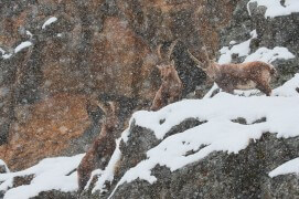 16 mars - Dix bouquetins se sont mis à l'abri des avalanches au pied d'un éperon rocheux. Pendant deux jours, ils sont restés debout, presque immobiles, en alerte dès qu'une coulée de neige descendait dans la vallée. Trois mâles se sont écartés un instant du groupe, le temps d'une image. Finalement, il a cessé de neiger, le risque a diminué et les bêtes ont repris leurs déplacements. / © Anne et Erik Lapied
