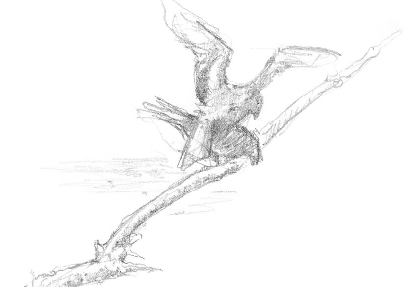 Dessin de milans en reproduction