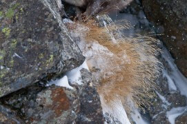 4 janvier - Réfugiée au pied de la falaise, toujours plus à l'aise
sur le rocher que dans la haute neige, cette femelle a déniché quelques touffes d'herbe. / © Anne et Erik Lapied