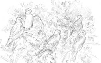 « 9 juillet - Dortoir sur le Rhône. 20 milans noirs. » « 9 juillet - Dortoir sur le Rhône. 20 milans noirs. »