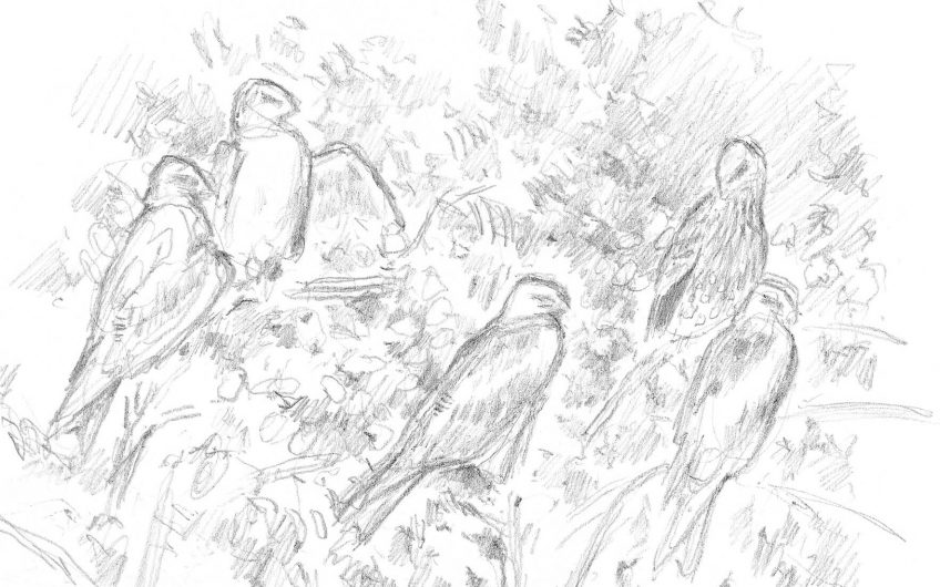 Dessin de colonie de milan noir