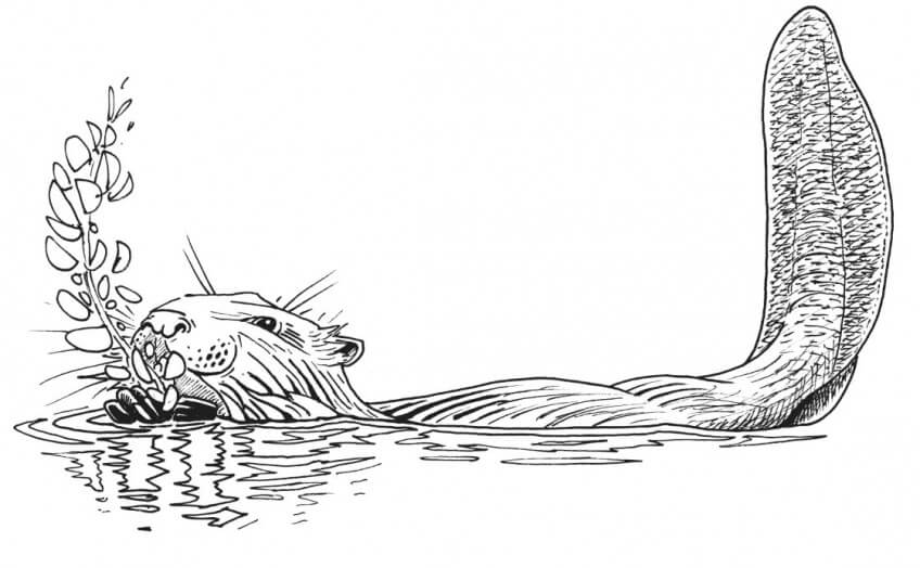 Dessin de castor