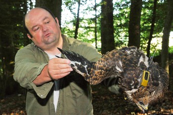 Adrian Aebischer et Salam, le milan noir fraîchement équipé d'une balise Argos.  / © Sandro Campardo