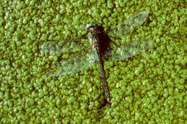 Aeschne morte sur un lit de lentille d'eau / © Gilles Martin