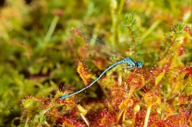 Agrion englué dans les griffes d'un droséra, une plante carnivore / © Gilles Martin
