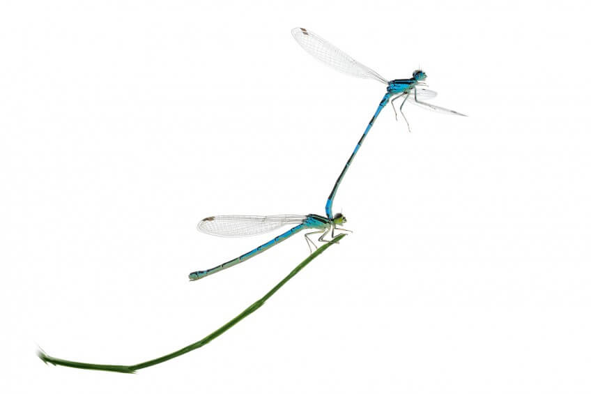 Agrions mignons en tandem